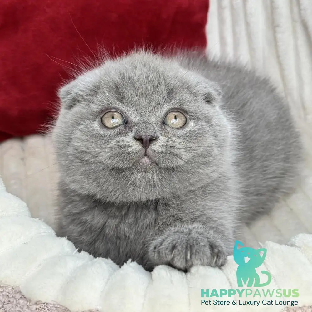 Willow Scottish Fold male blue - live animals