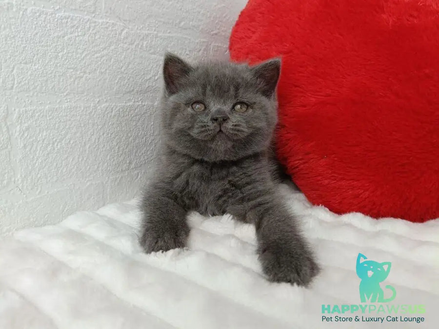 Willow Scottish Straight female blue - live animals