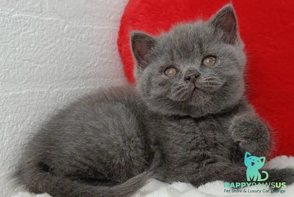 Willow Scottish Straight female blue - live animals