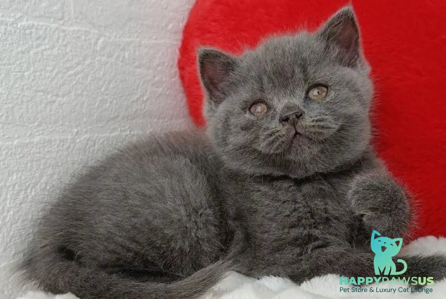 Willow Scottish Straight female blue - live animals
