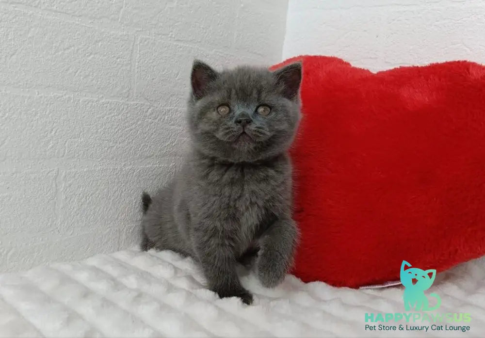 Willow Scottish Straight female blue - live animals