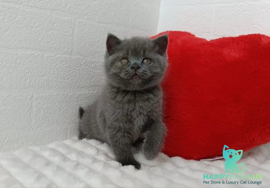 Willow Scottish Straight female blue - live animals