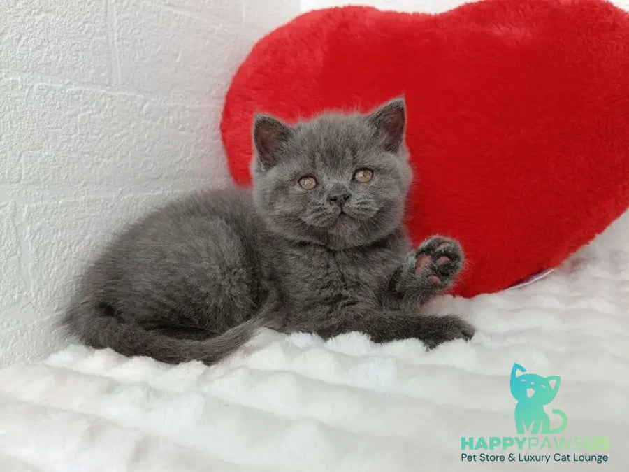 Willow Scottish Straight female blue - live animals