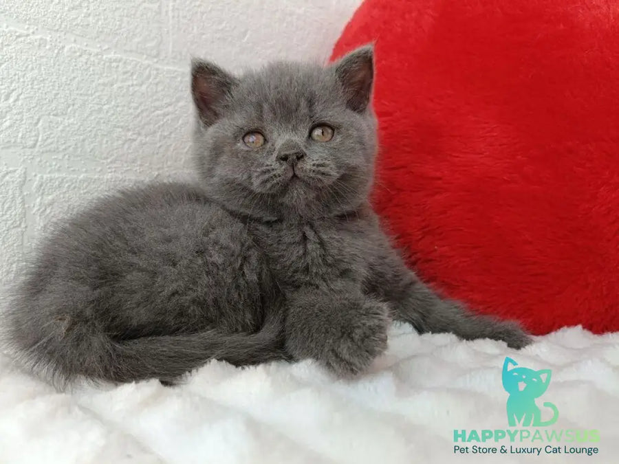 Willow Scottish Straight female blue - live animals