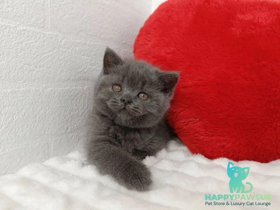 Willow Scottish Straight female blue - live animals