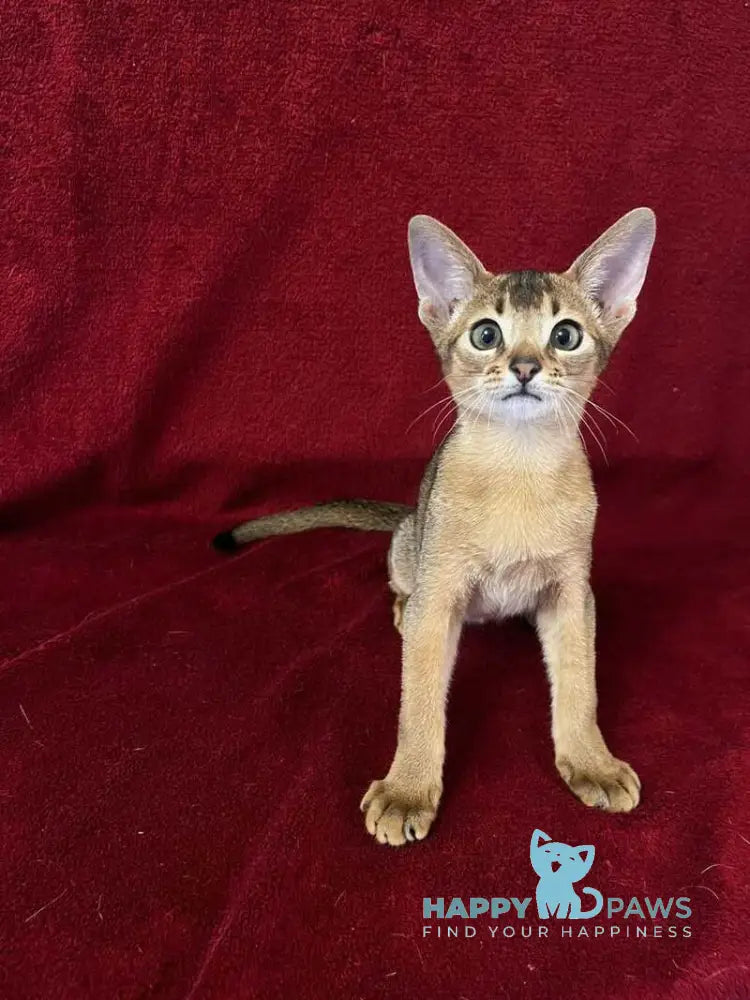Willy Abyssinian male black live animals