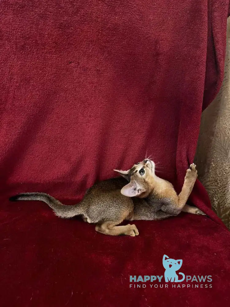 Willy Abyssinian male black live animals