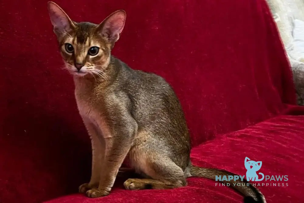 Willy Abyssinian male black live animals