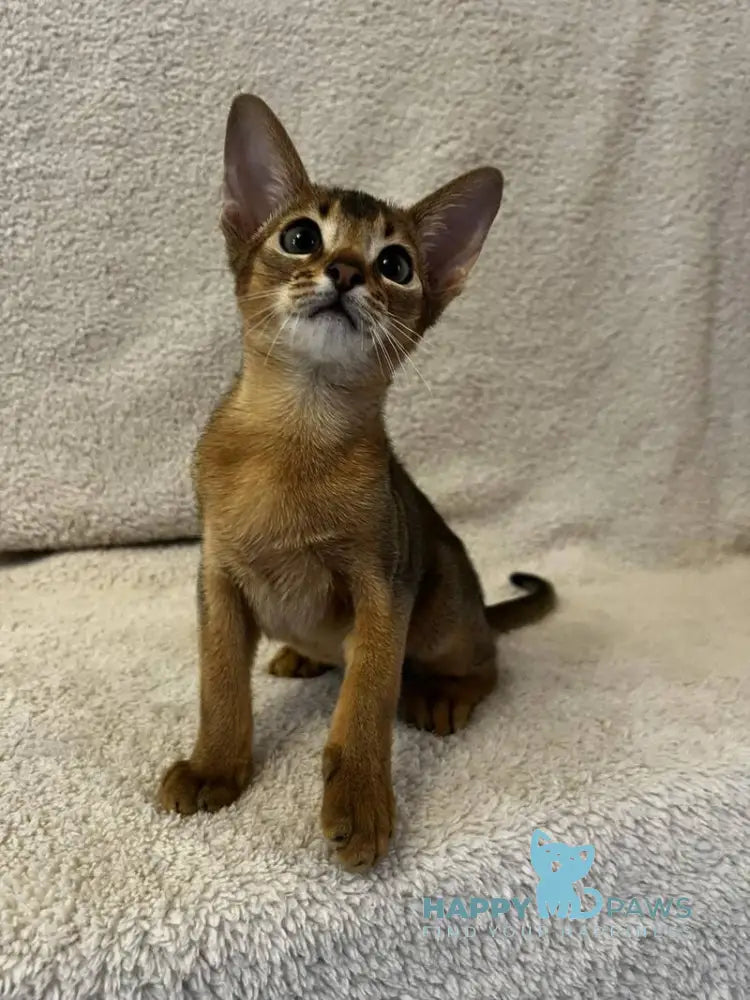 Willy Abyssinian male black live animals