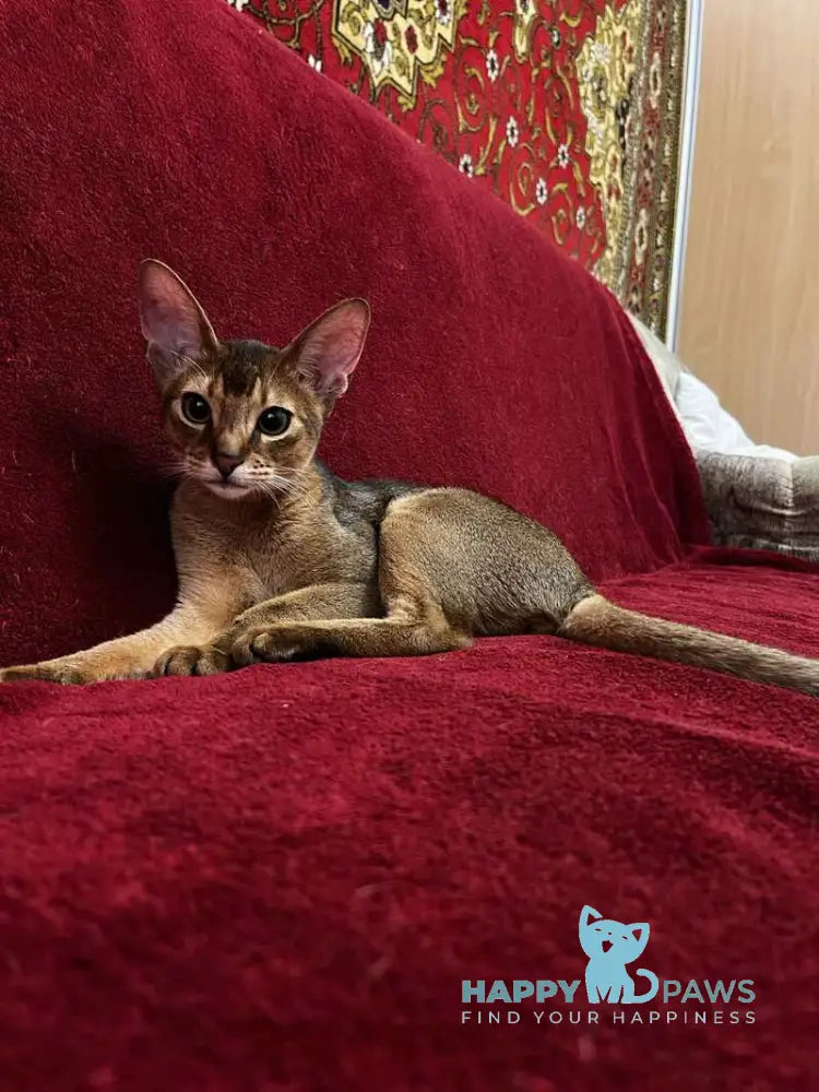 Willy Abyssinian male black live animals