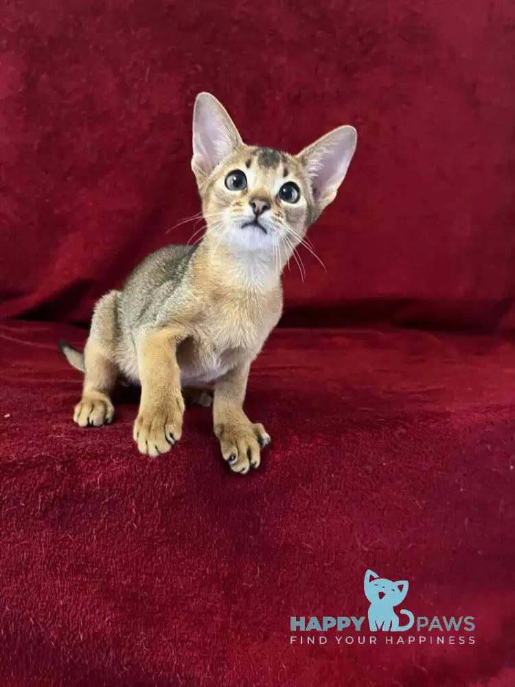 Willy Abyssinian male black live animals