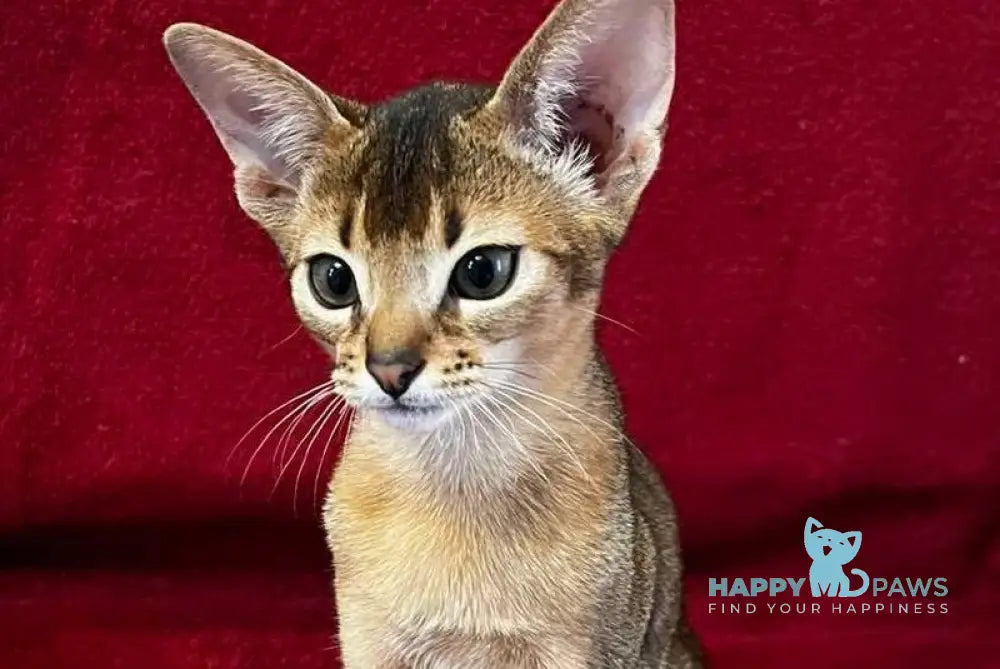 Willy Abyssinian male black live animals