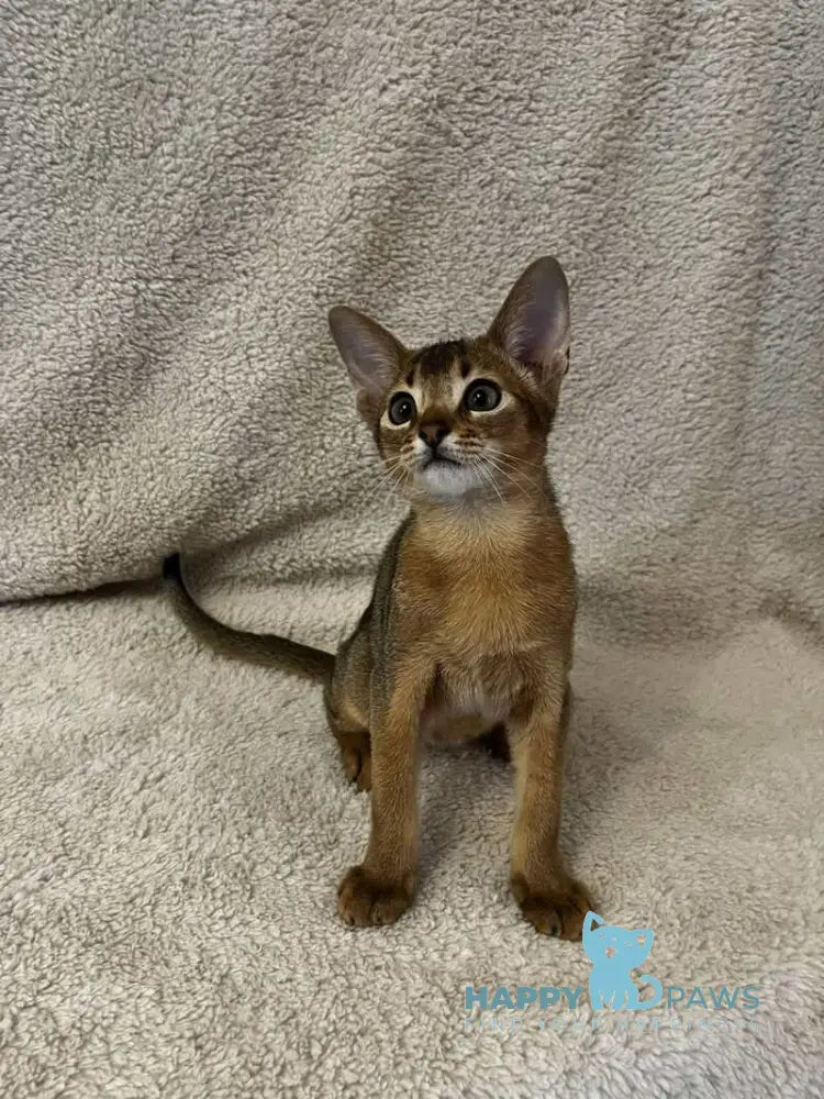 Willy Abyssinian male black live animals