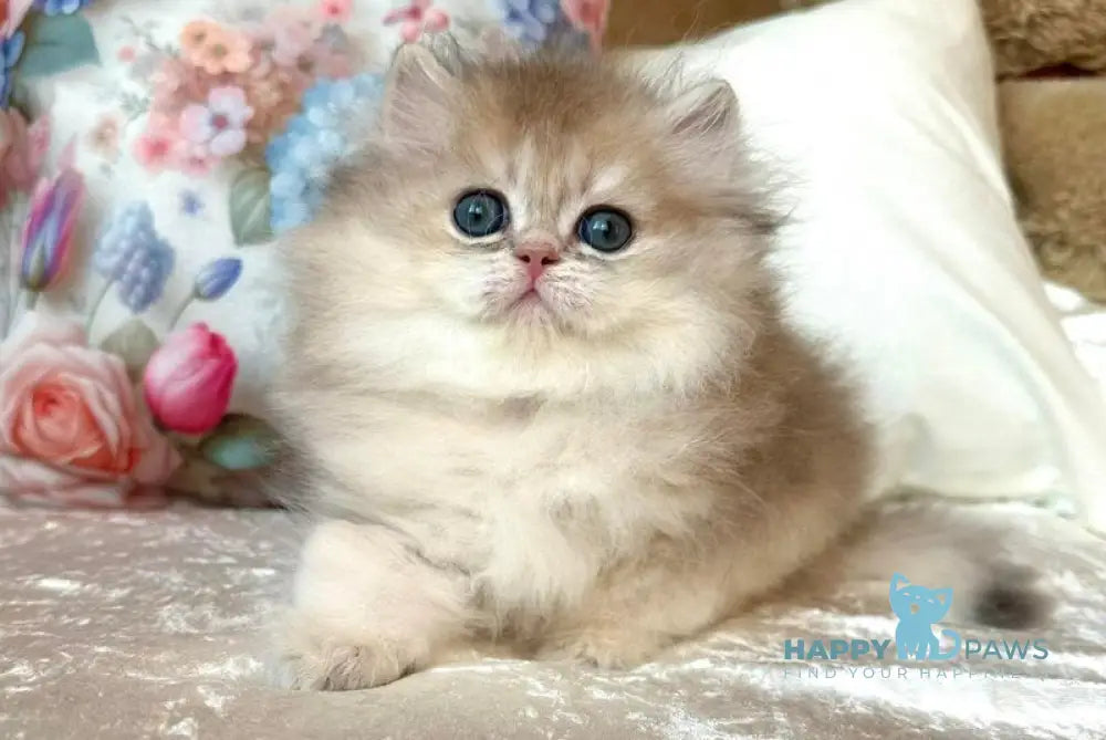 Willy British Longhair male blue golden shaded live animals