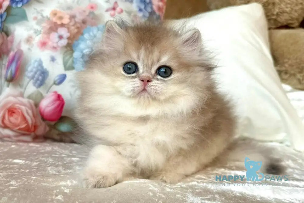 Willy British Longhair male blue golden shaded live animals