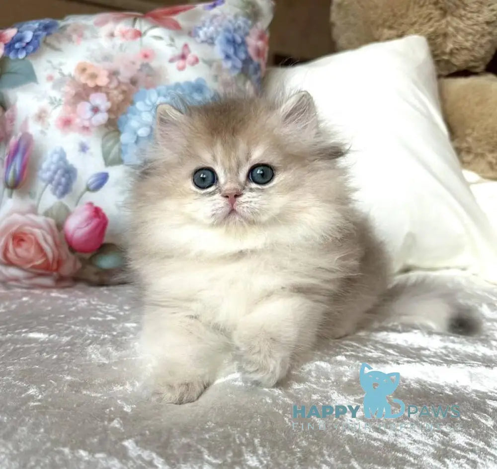 Willy British Longhair male blue golden shaded live animals