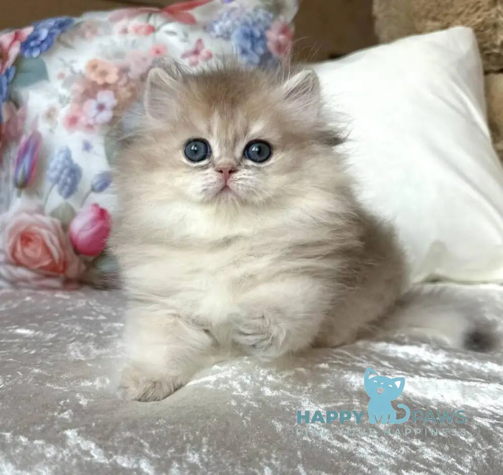 Willy British Longhair male blue golden shaded live animals
