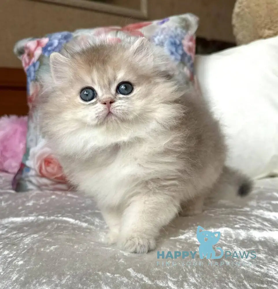 Willy British Longhair male blue golden shaded live animals