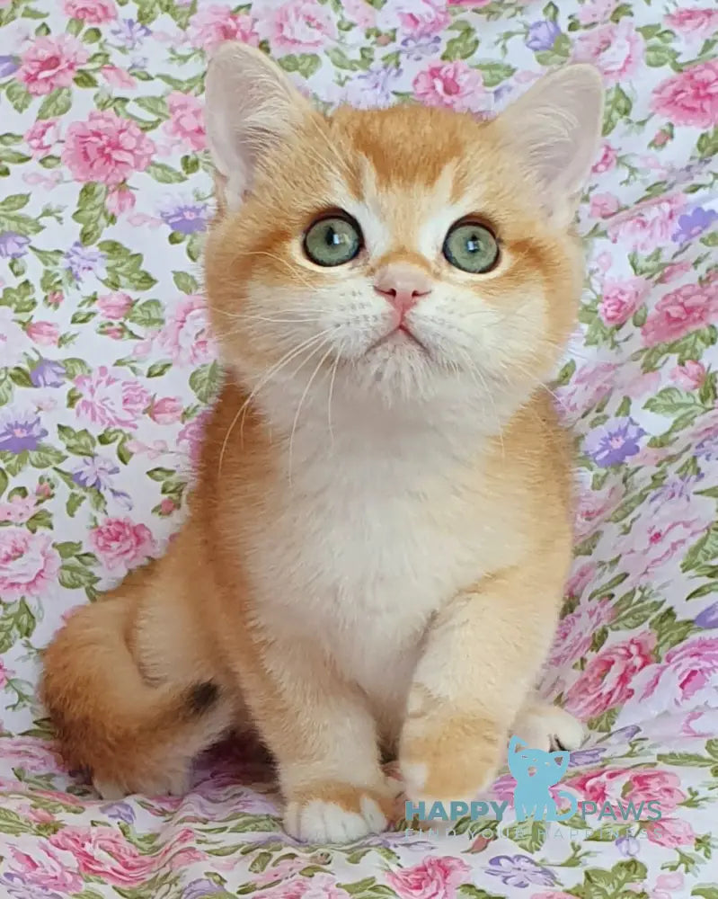Willy British Shorthair male black golden chinchilla live animals