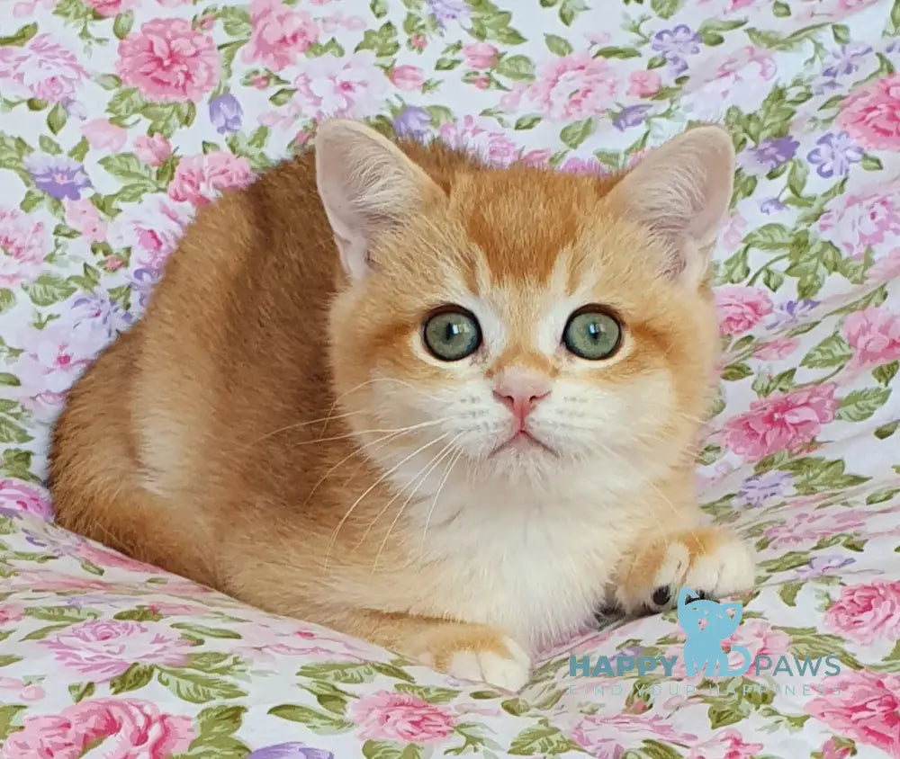 Willy British Shorthair male black golden chinchilla live animals