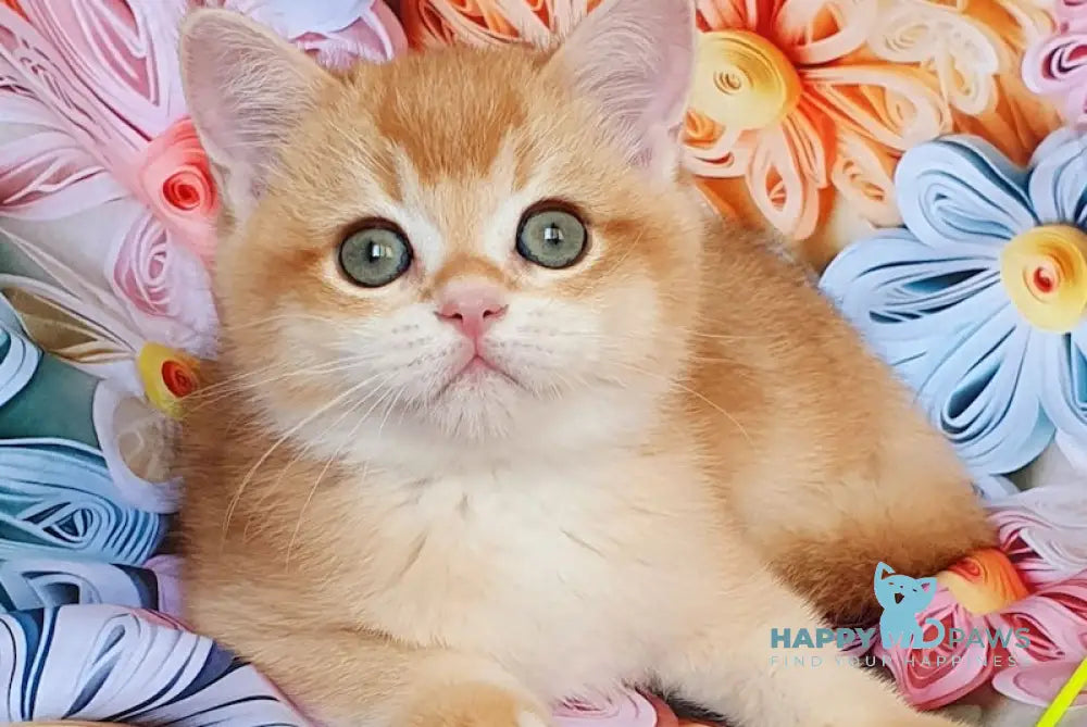 Willy British Shorthair male black golden chinchilla live animals