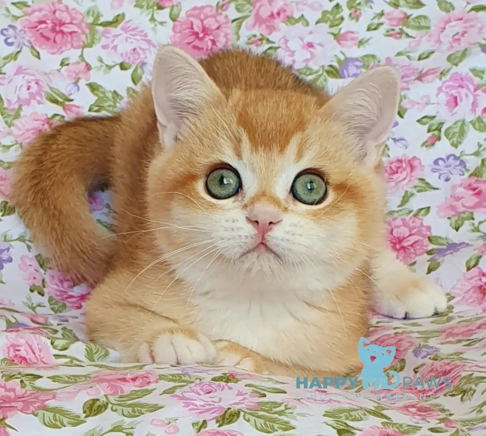 Willy British Shorthair male black golden chinchilla live animals