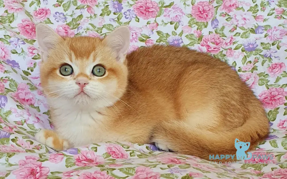 Willy British Shorthair male black golden chinchilla live animals
