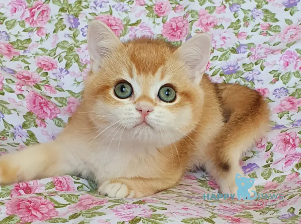 Willy British Shorthair male black golden chinchilla live animals