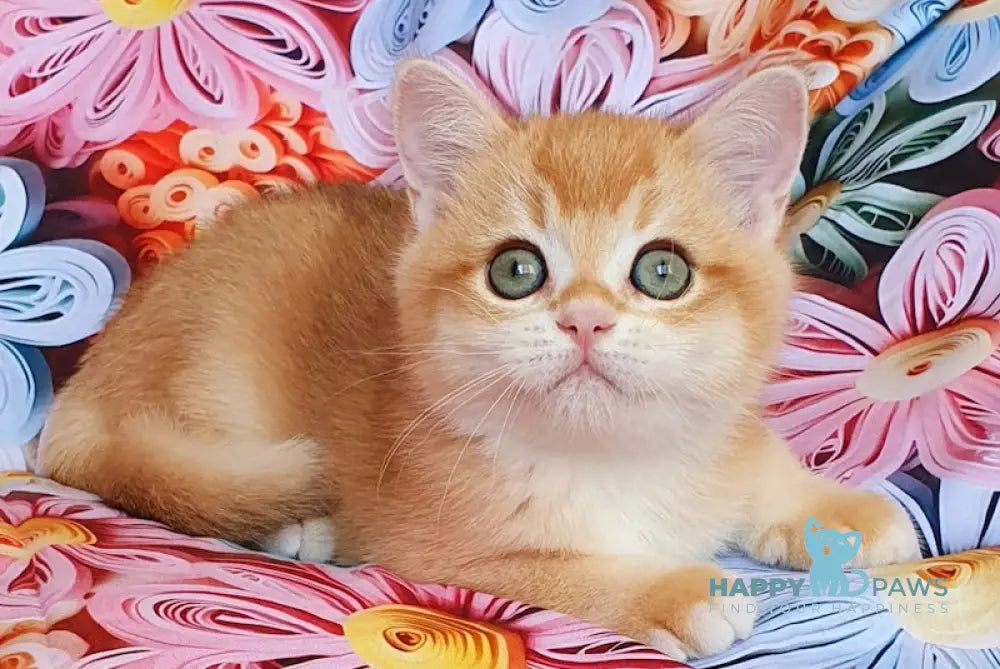 Willy British Shorthair male black golden chinchilla live animals