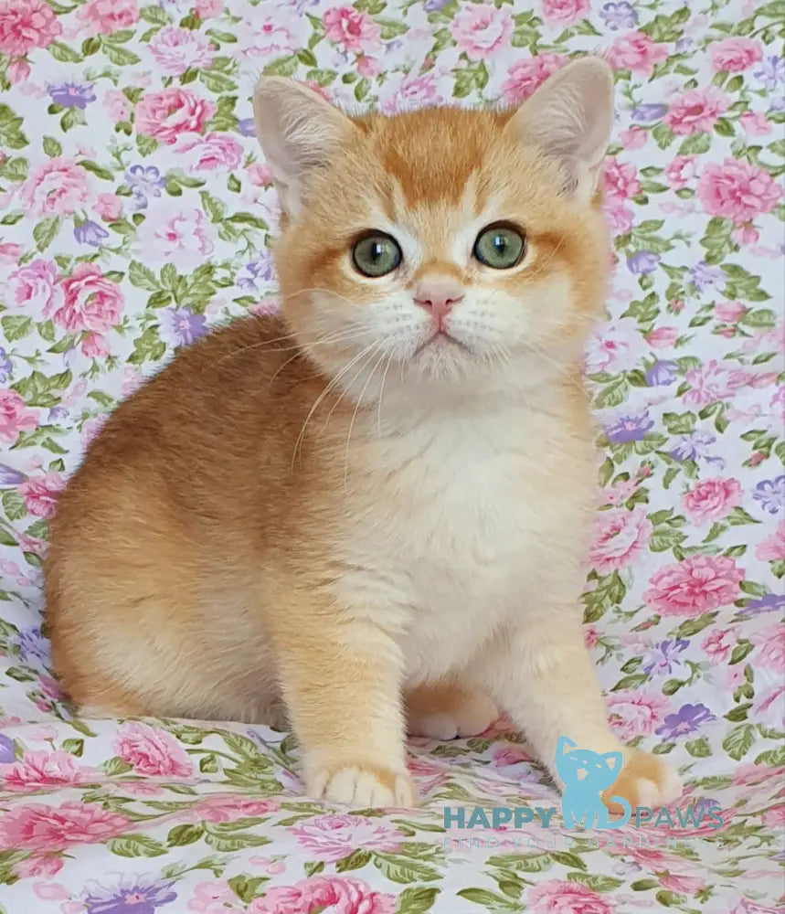 Willy British Shorthair male black golden chinchilla live animals
