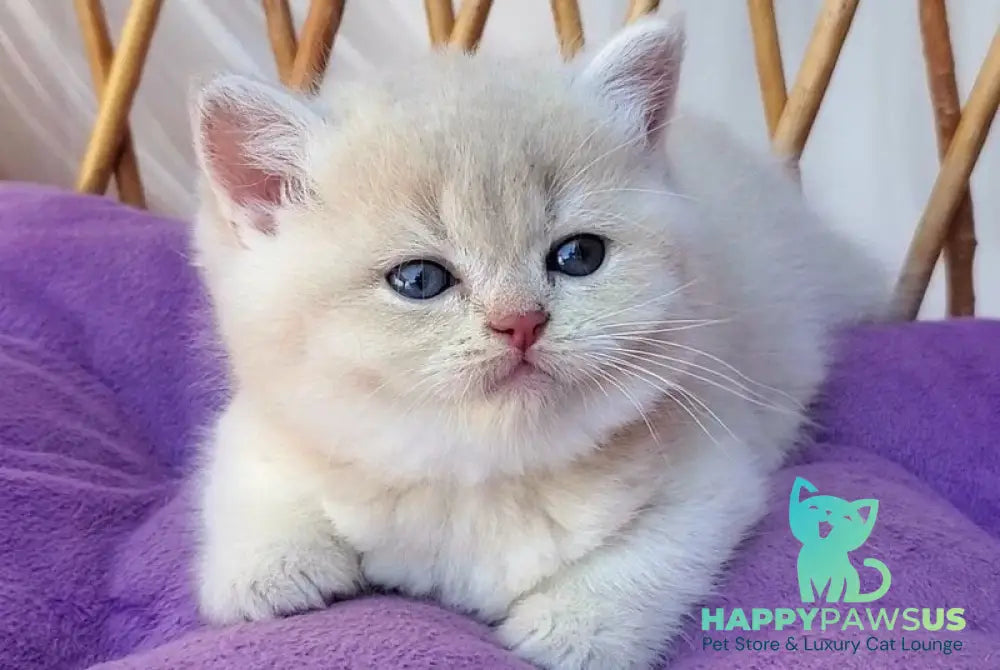 Willy British Shorthair male lilac golden chinchilla - live animals