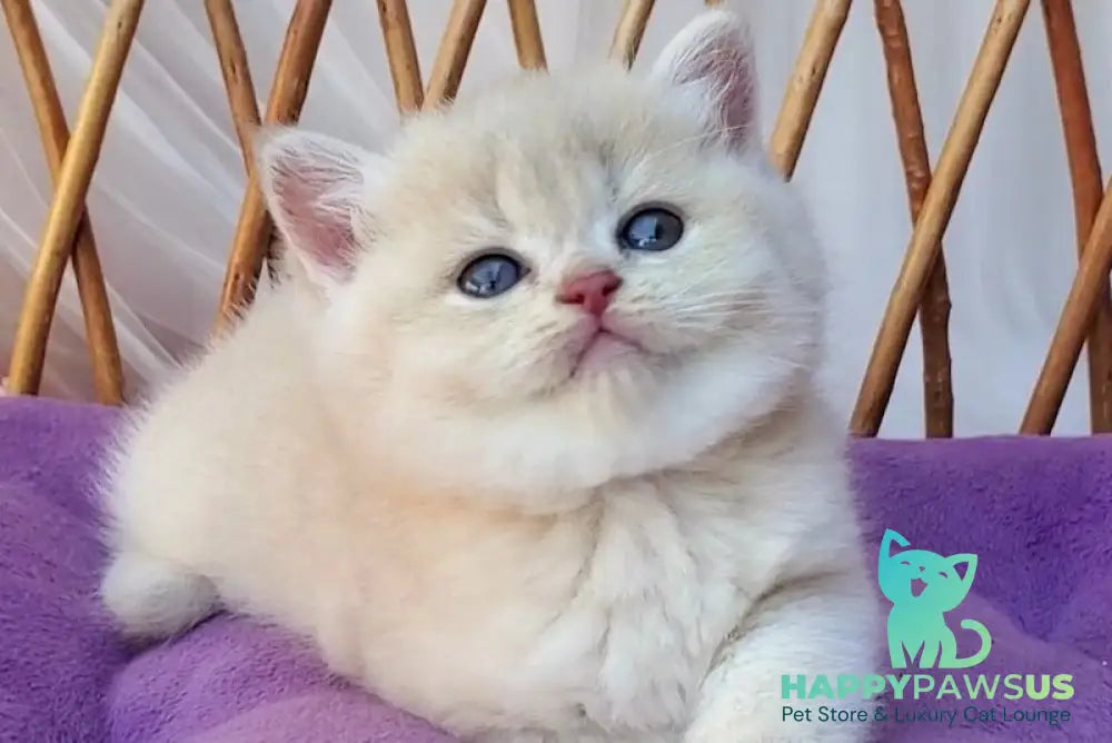 Willy British Shorthair male lilac golden chinchilla - live animals