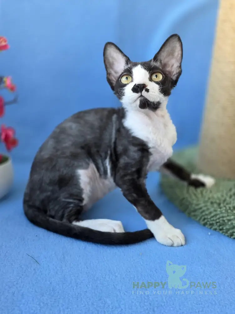 Willy Devon Rex male black bicolour live animals