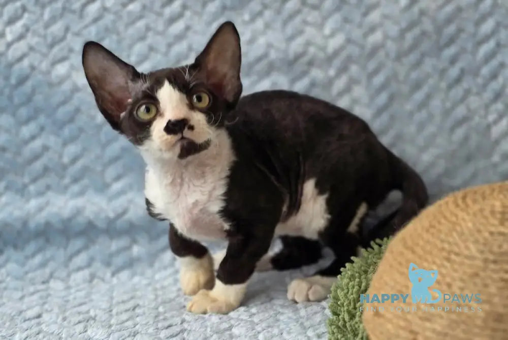 Willy Devon Rex male black bicolour live animals