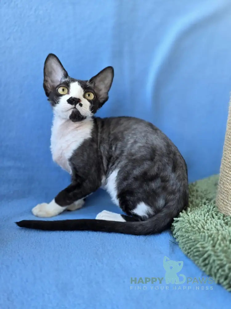 Willy Devon Rex male black bicolour live animals