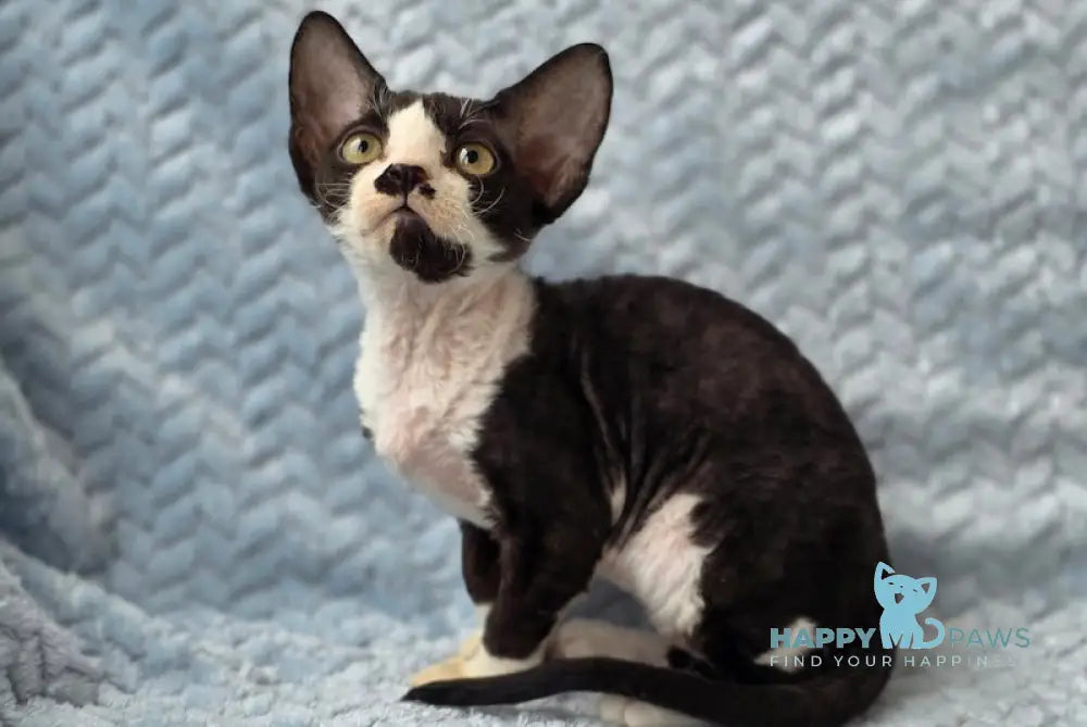Willy Devon Rex male black bicolour live animals