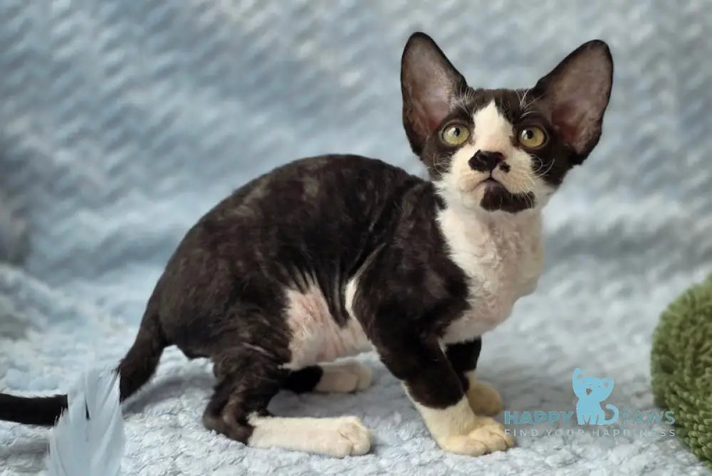 Willy Devon Rex male black bicolour live animals