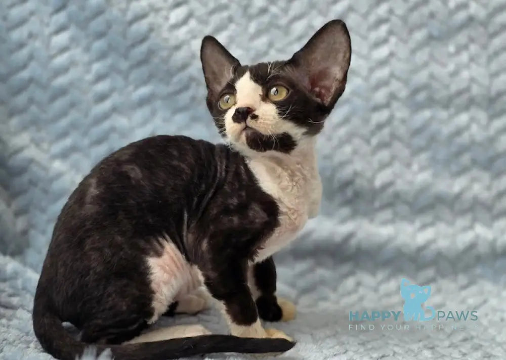 Willy Devon Rex male black bicolour live animals