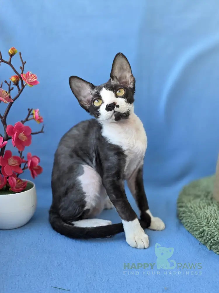 Willy Devon Rex male black bicolour live animals