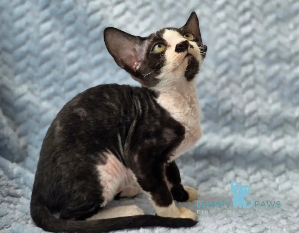 Willy Devon Rex male black bicolour live animals