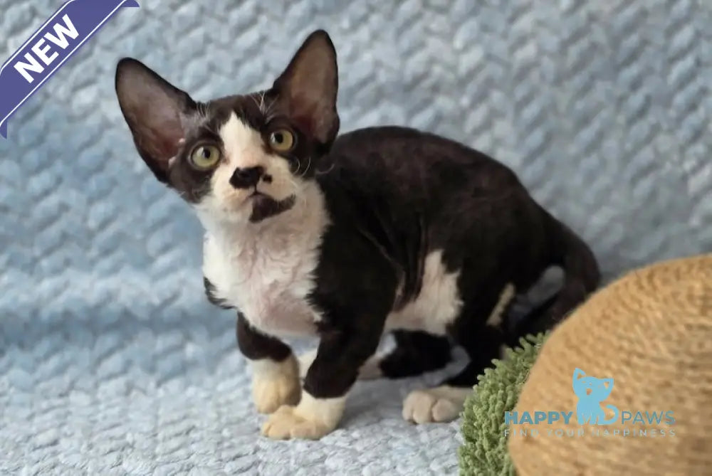 Willy Devon Rex male black bicolour live animals