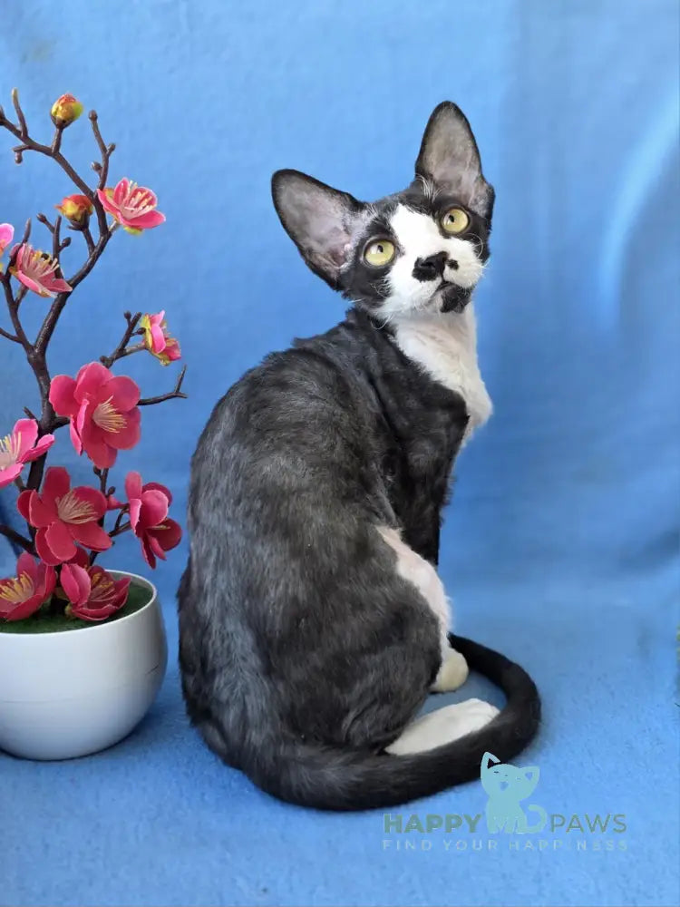 Willy Devon Rex male black bicolour live animals