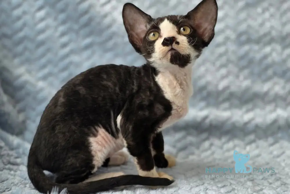 Willy Devon Rex male black bicolour live animals