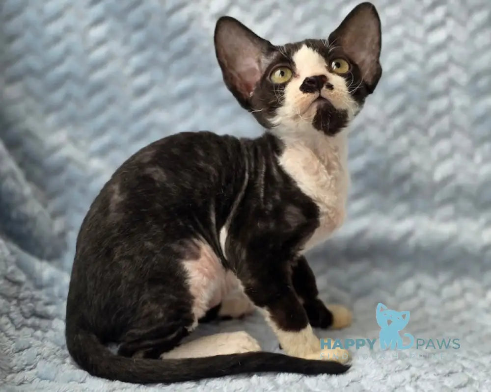 Willy Devon Rex male black bicolour live animals