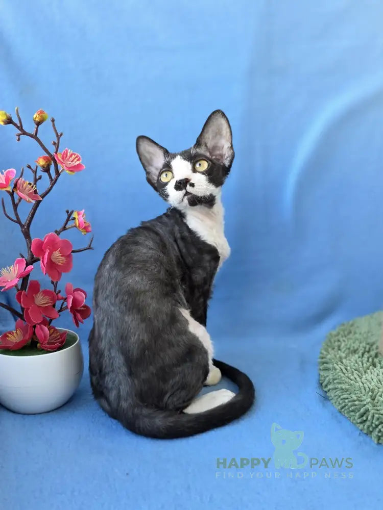Willy Devon Rex male black bicolour live animals