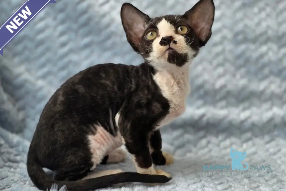 Willy Devon Rex male black bicolour live animals