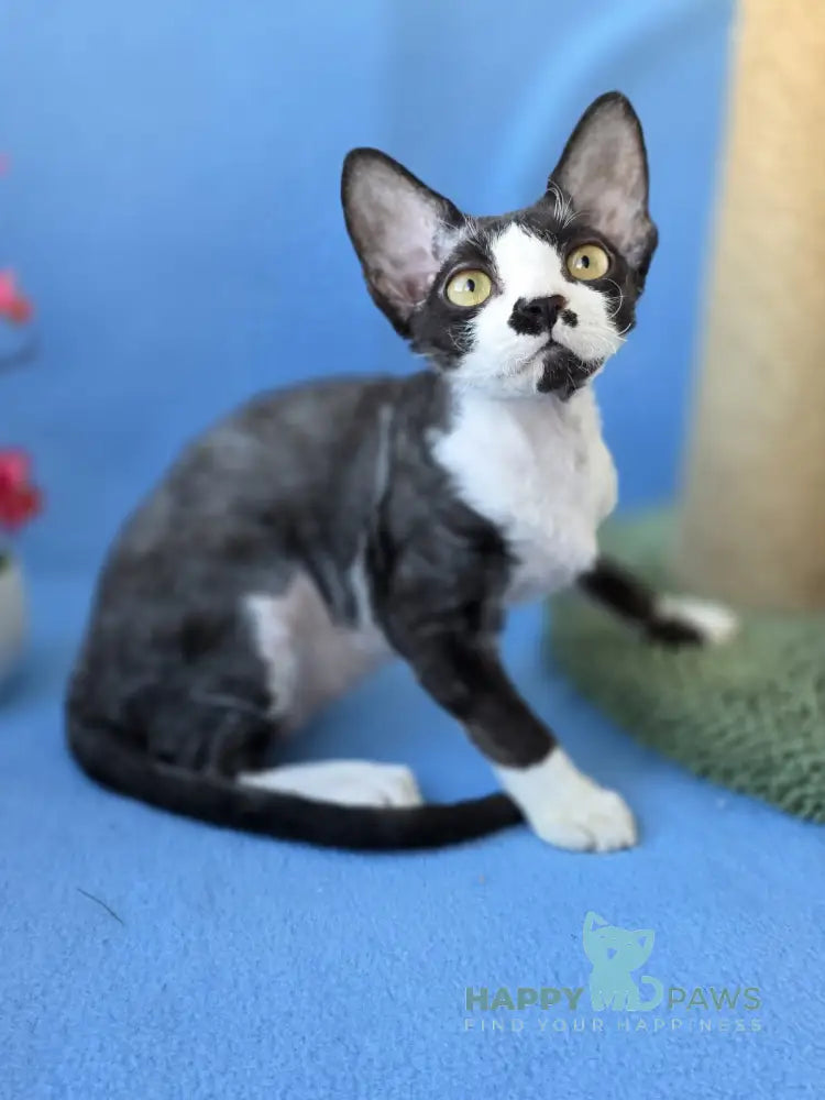 Willy Devon Rex male black bicolour live animals