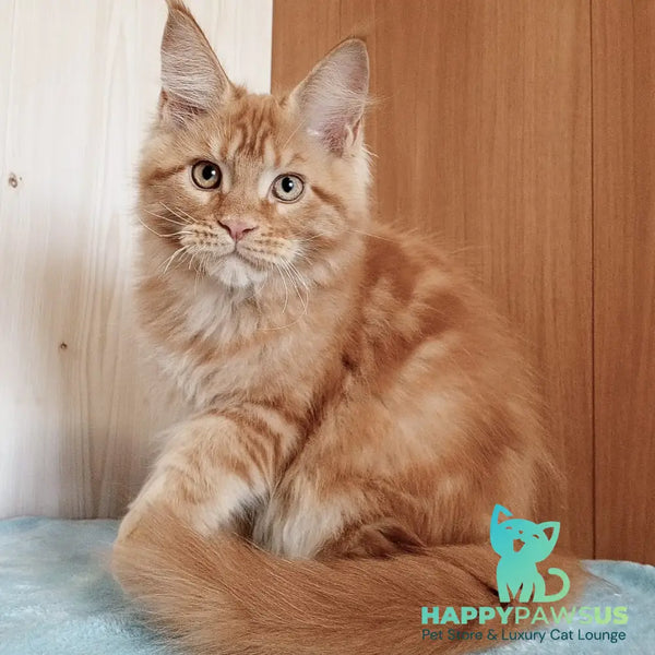 Willy Maine Coon male red - live animals
