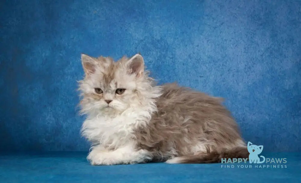 Willy Wonka Selkirk Rex male chocolate silver bicolour live animals