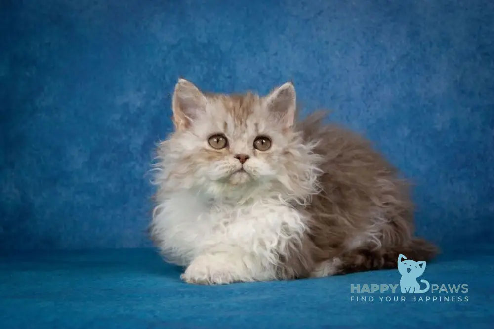 Willy Wonka Selkirk Rex male chocolate silver bicolour live animals
